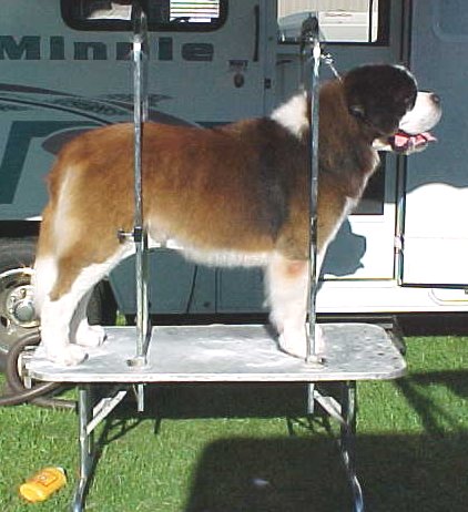 Ben on grooming table